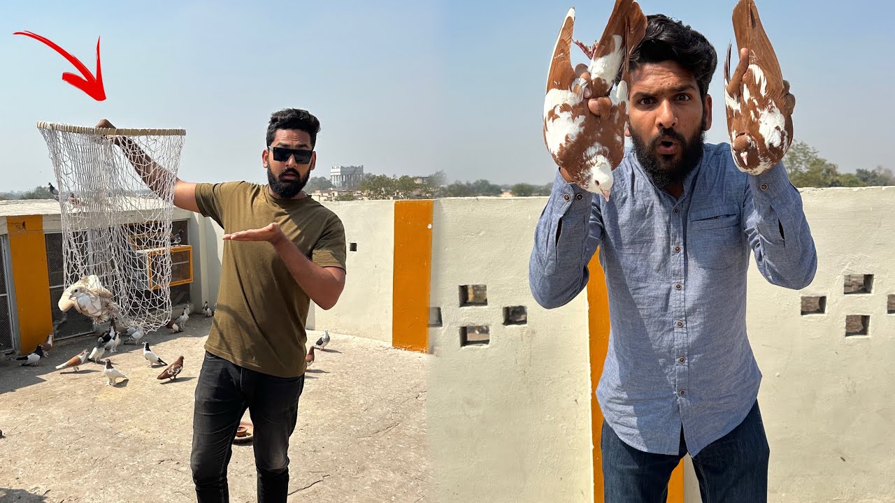Aaj 1 kabutar khareed kar lay aye or kisi ka kabootar utar liya 😮😱