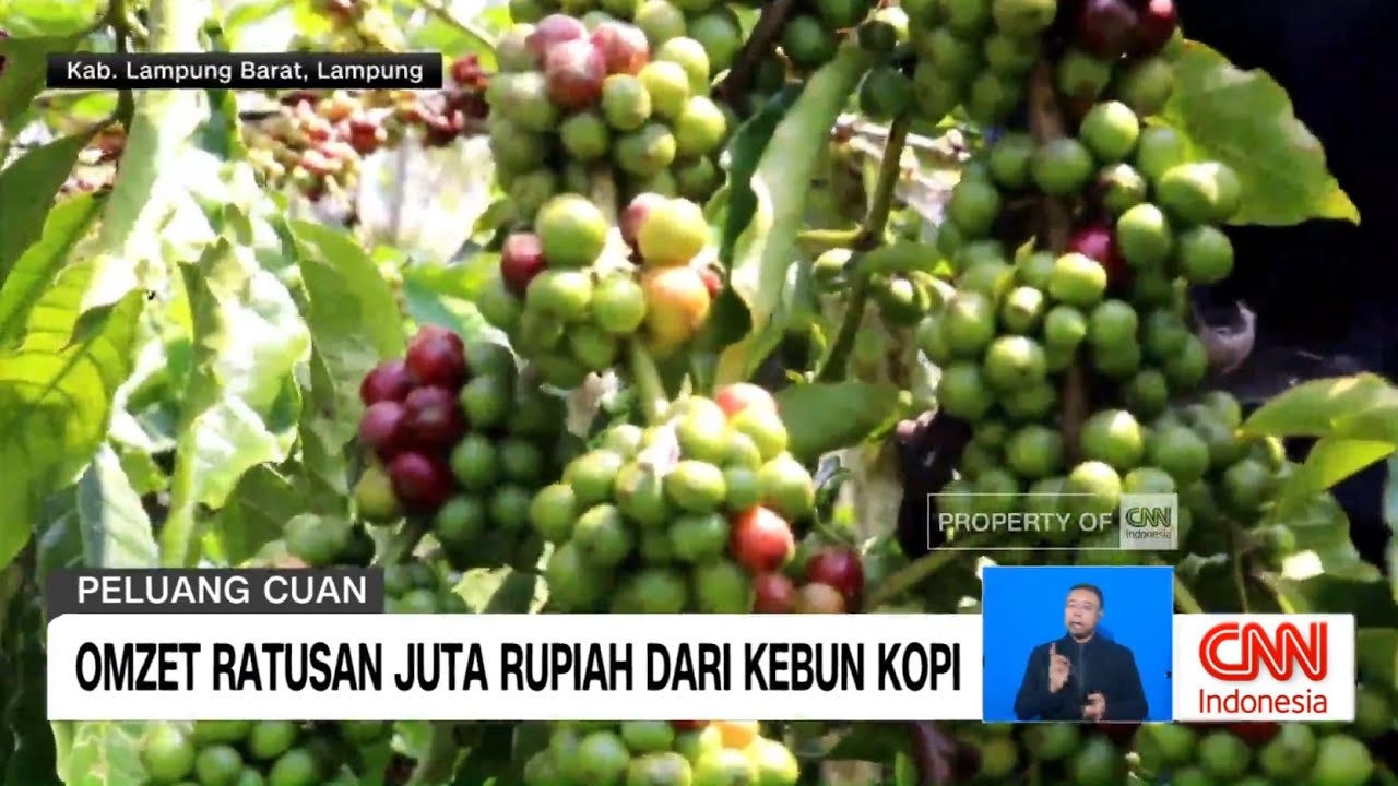 Omzet Ratusan Juta Rupiah Dari Kebun Kopi