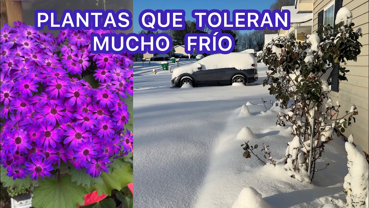 Plantas que toleran mucho frío y la segunda nevada en Charlotte NC 