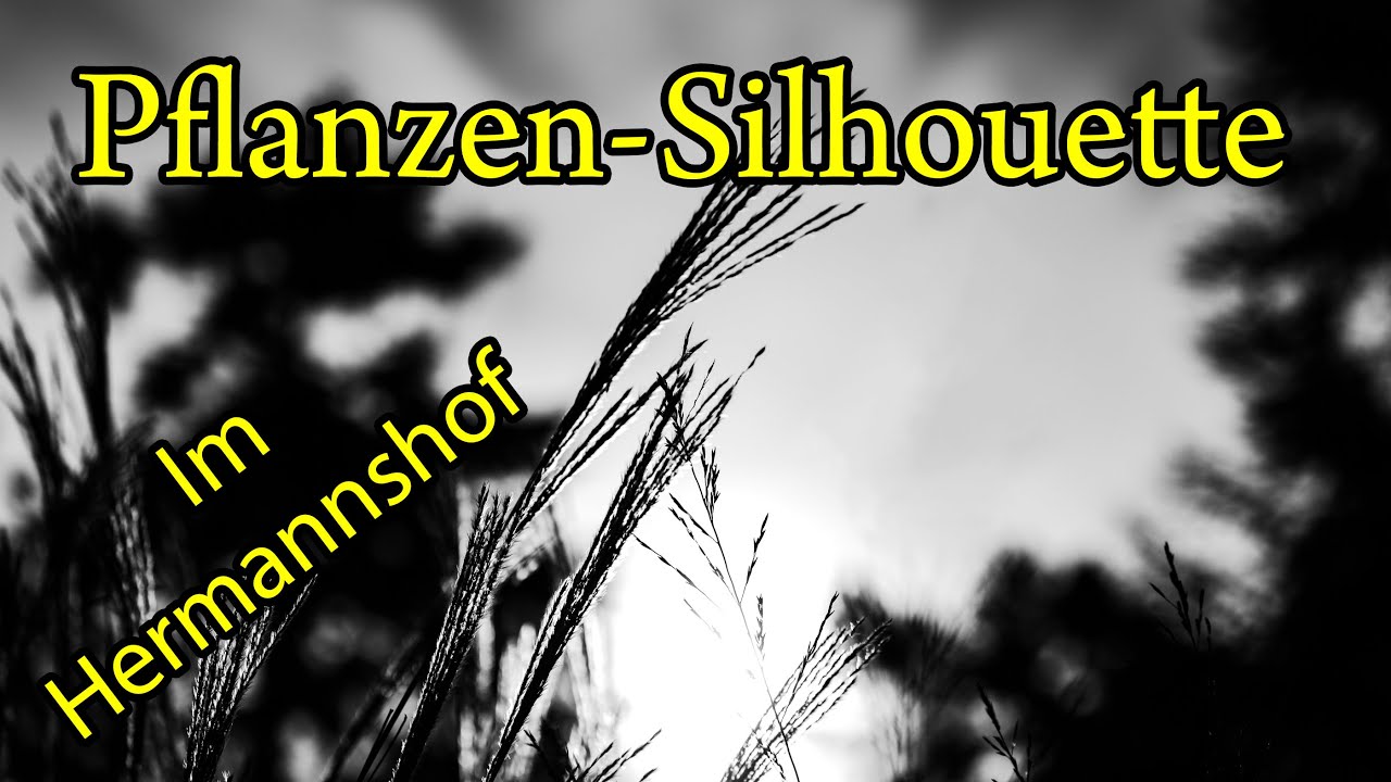 Pflanzen als Silhouette abbilden, Im Hermannshof in Weinheim/Bergstrasse