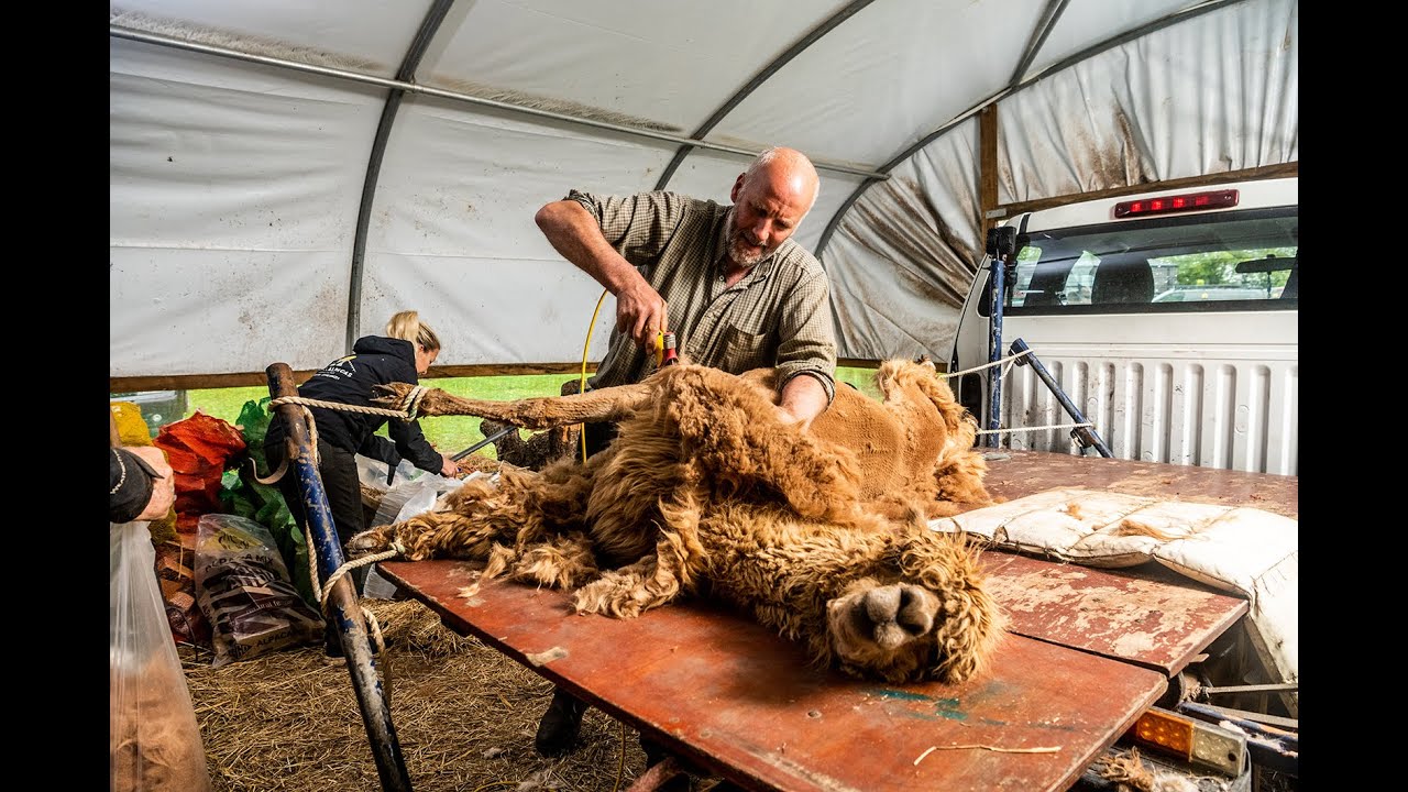 Tickhill Alpacas shaving day