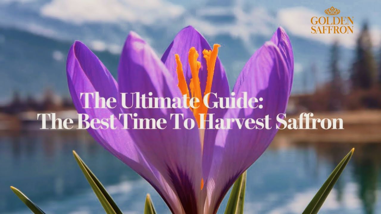 The Best Time to Harvest Saffron & How to Ensure Maximum Quality