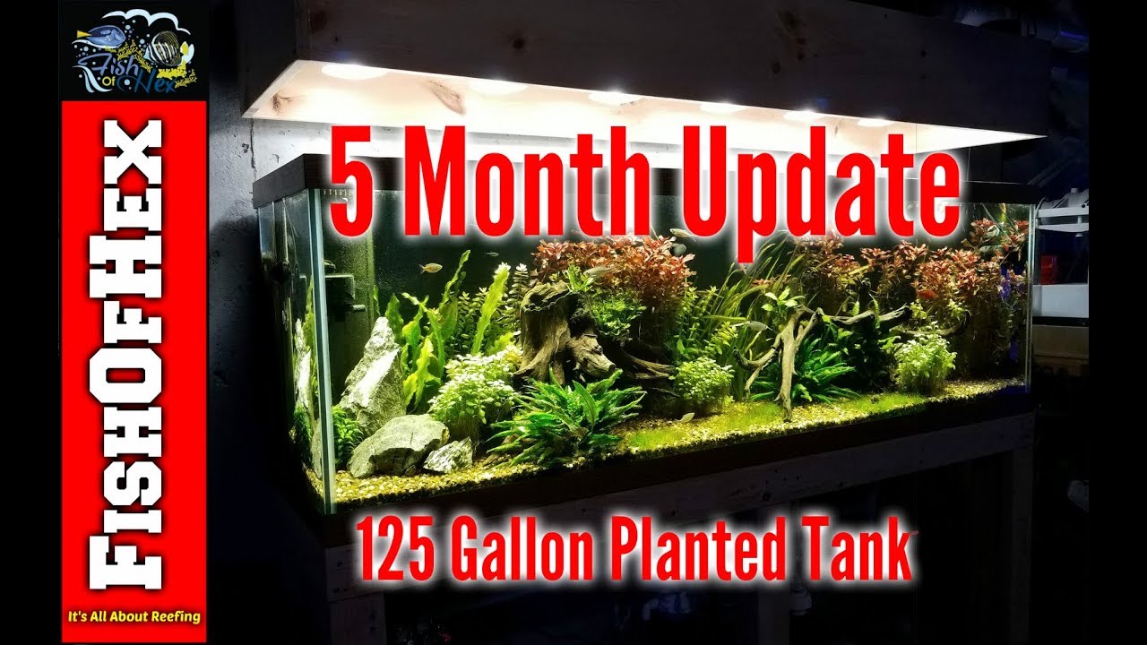 Five Month Update On The Planted Tank | Big Haircut Time
