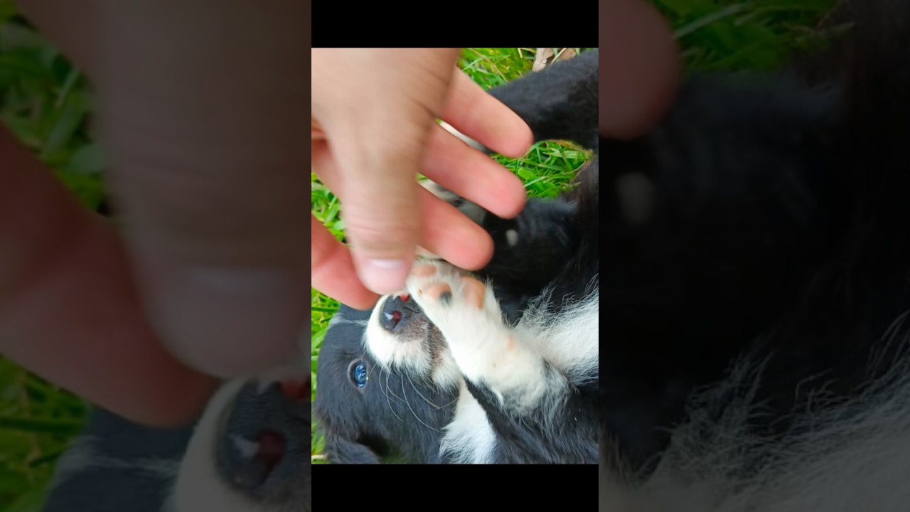 Um mix de fofuras#rancho #coisasdositio #bordercollie #sitio