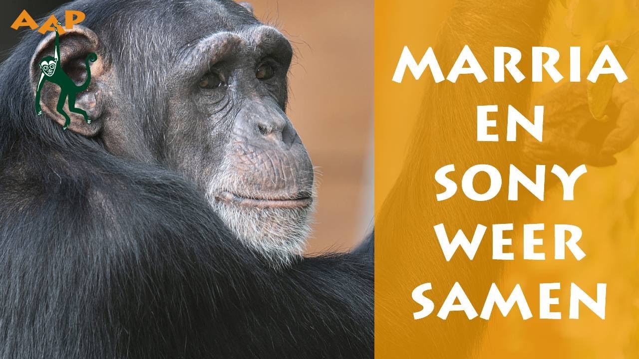 Chimpansees Marria en Sony weer samen in een grote groep - Stichting AAP