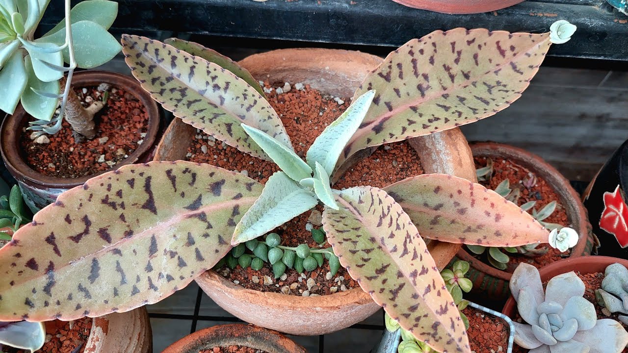Eşek Kulağı Sukulent (Kalanchoe Gastonis Bonnieri) Bakımı, Üretimi