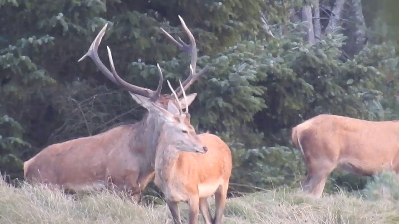 Kronvildt i Brunst 2018. D red stag in the rut. Denmark