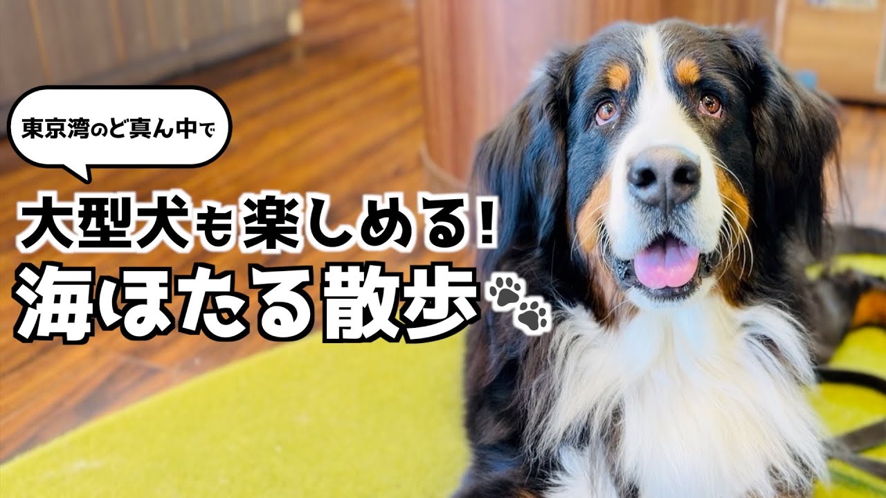 バーニーズと海ほたるへ❗️大型犬と行く楽しいお散歩スポット🐾