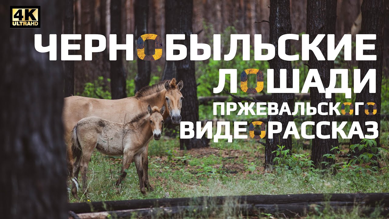 Чернобыльские лошади Пржевальского
