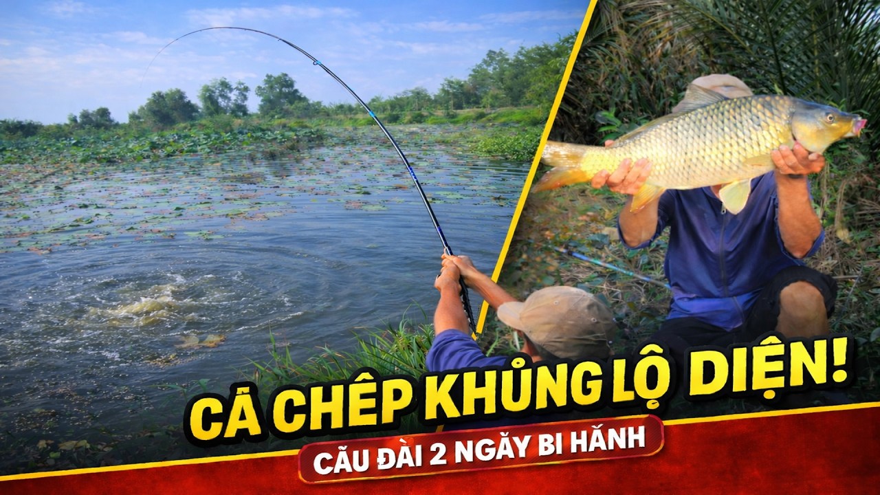 Câu Đài , 2 Ngày Bị Đứt Trục Quát Lưỡi Liên Tục - Cá Chép Khủng Đã Lộ Diện