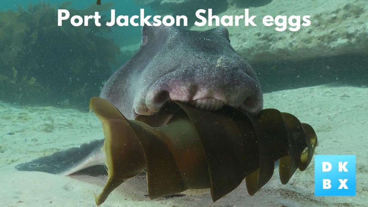 The extraordinary spiralled egg of the Port Jackson Shark | Animal Instincts