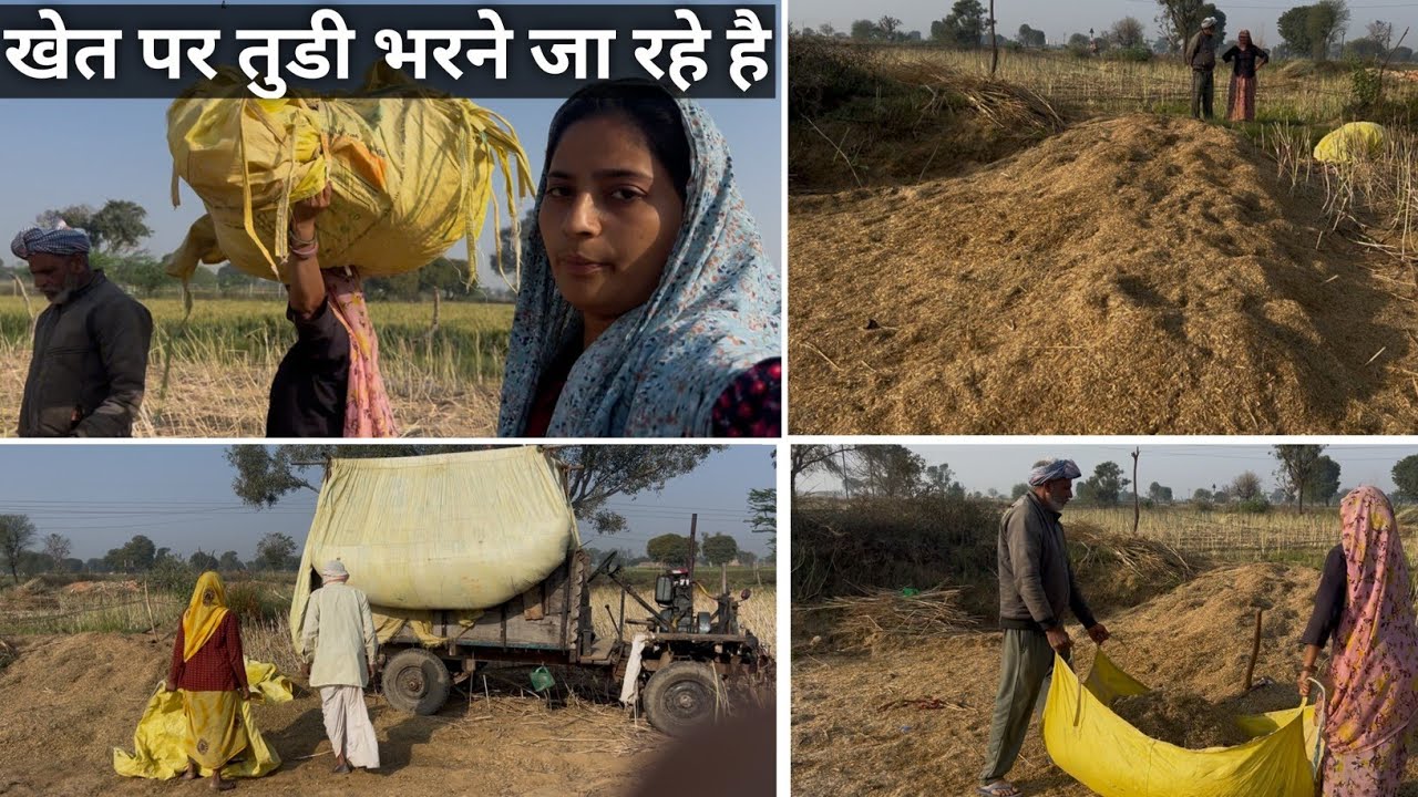 खेत पे तुडी भरने जा रहे है ll सरसों की तूडी ll किसान की बेटी 