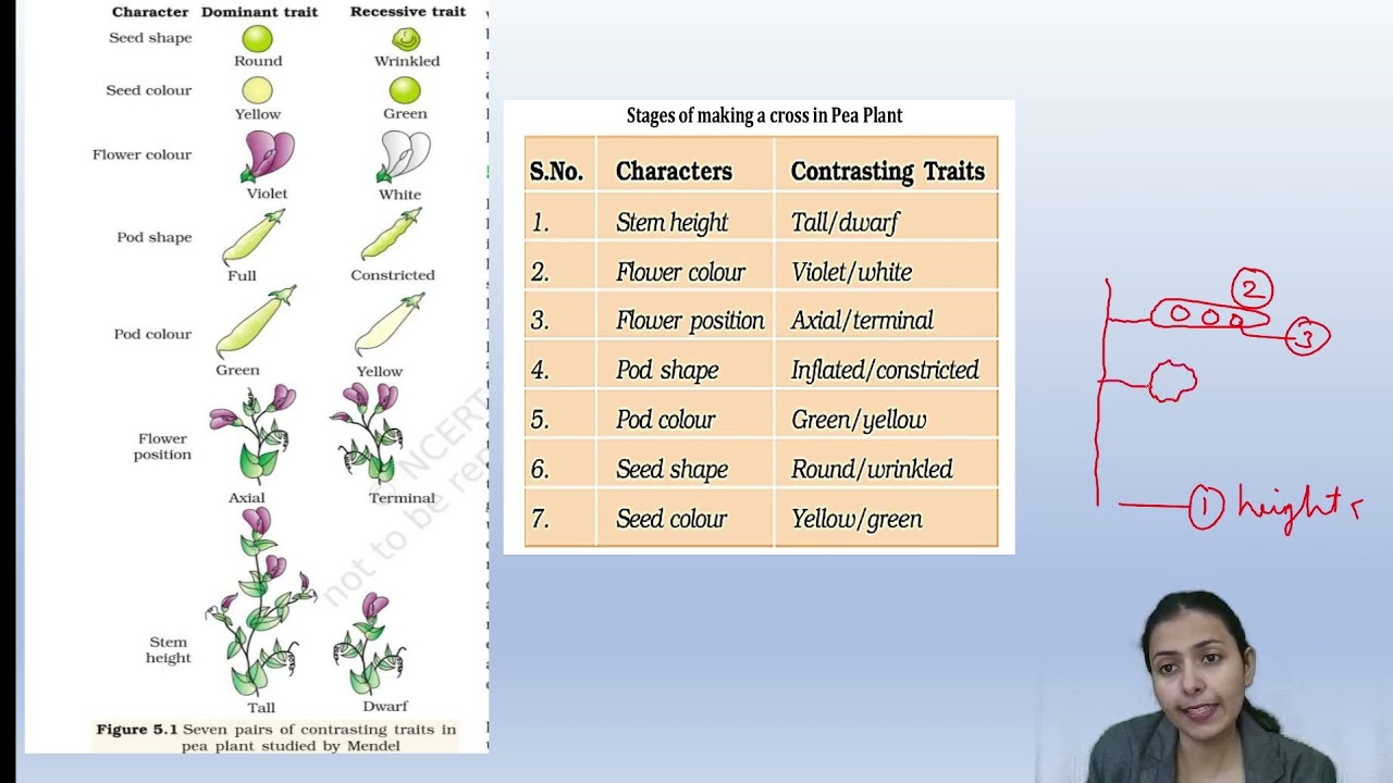 CUET UG Biology Heredity and variation part 1 Biology Classes for CUET UG 2024 #cuet  #biology  #ug