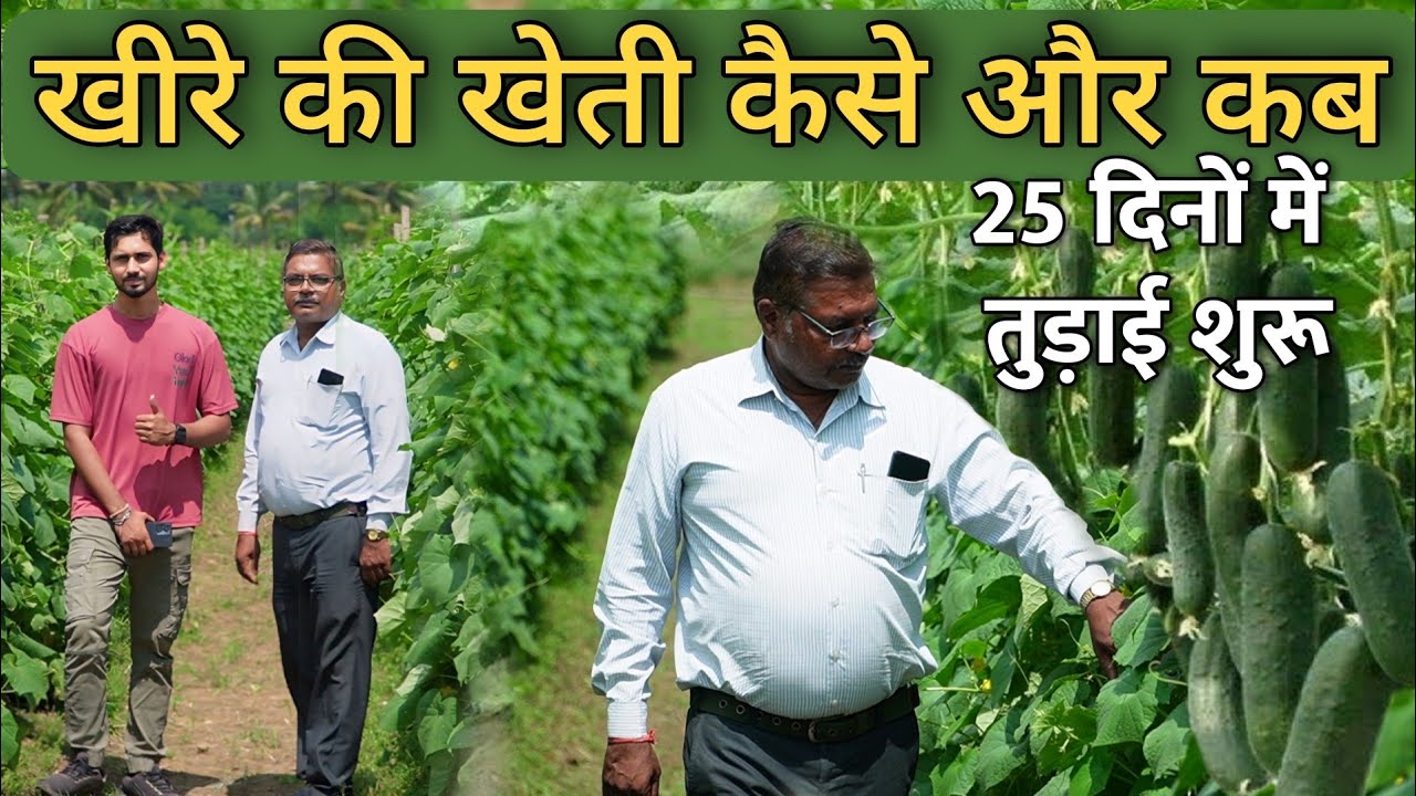 खीरे की खेती कैसे और कब करें? किसान भाई का 20 एकड़ में खीरा ककड़ी की खेती। Cucumber Farming