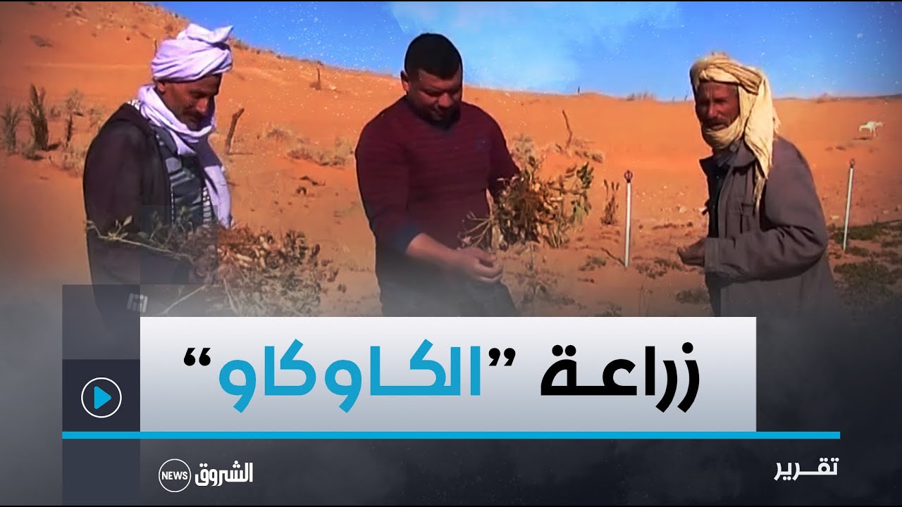 غردايـة.. زراعة الفــول السوداني.. علامـة مسجلة باسم فلاحي بلدية سبسب