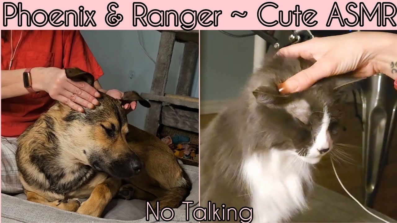 #ASMR | Cat & Dog Scratchy Massage | Ft. Phoenix & Ranger | Lots Of Purring | NO TALKING