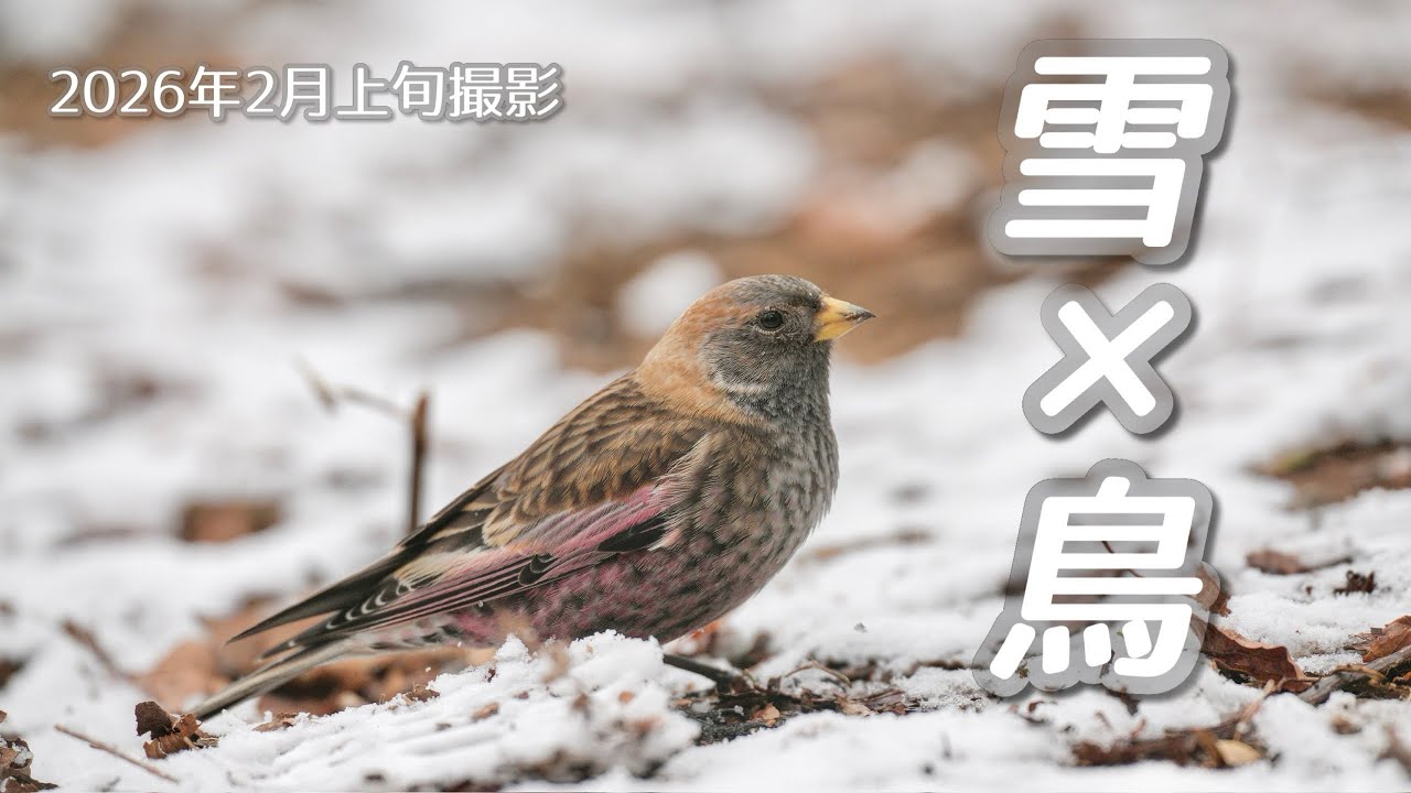 【野鳥撮影】雪の日の山に登って｢雪×鳥｣を狙ってみたら…📸