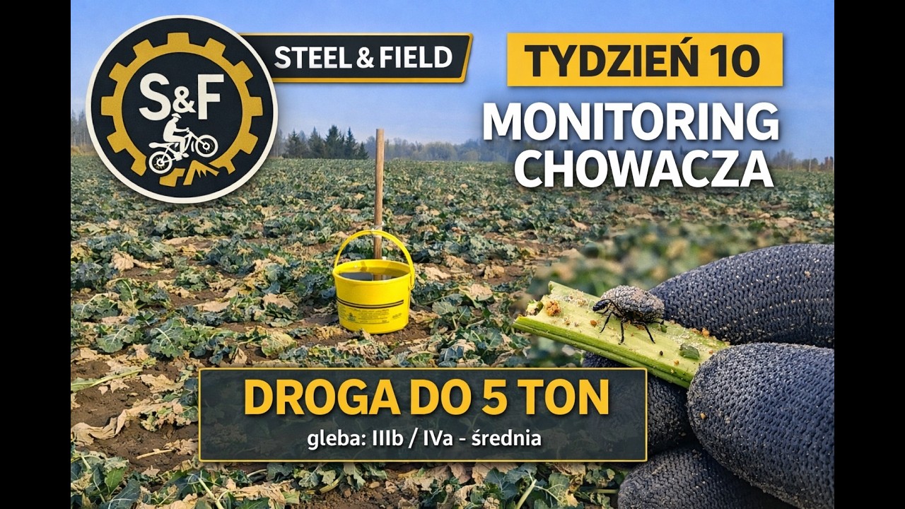 Chowacz już w rzepaku? Monitoring – tydzień 10 | Droga do 5 ton