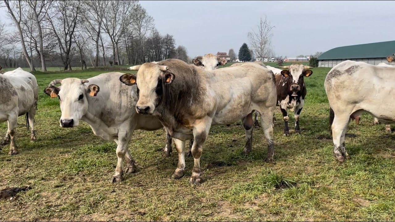 Az.Dardanello Claudio allevamento razza piemontese e bue di Carru pt 1