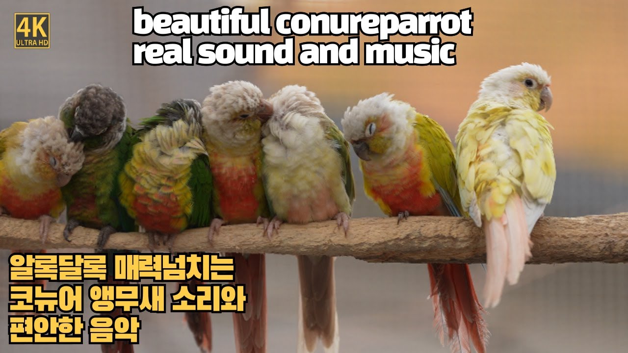 코뉴어앵무새 소리와 음악 colorful  greencheek conure sound  #4k #parrot #birds #70200gm2 #parrotmating