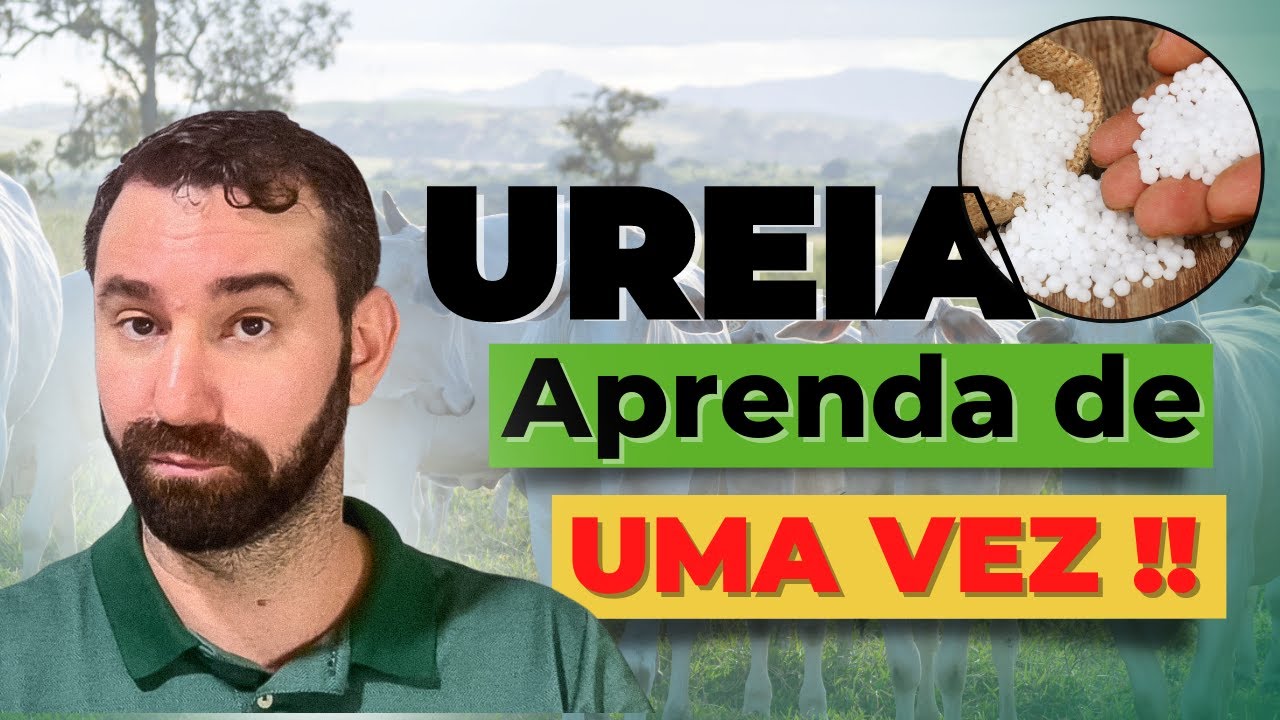 TUDO O QUE VOCÊ PRECISA saber sobre o uso da UREIA em dietas para ruminantes  |  Parte 1