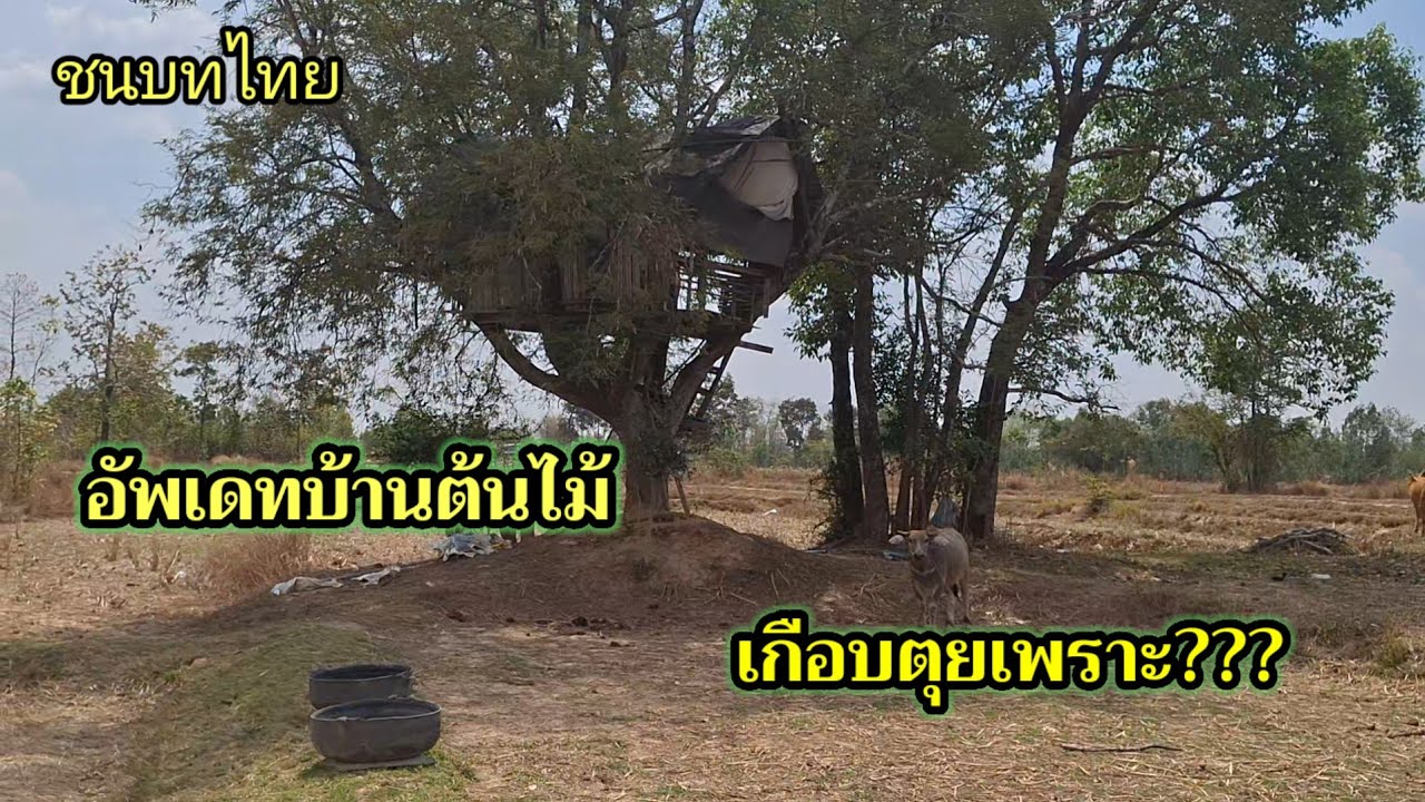 ควายน้อยตกใจ...เกือบตุย‼️ อัพเดทบ้านต้นไม้ ช่วงหน้าแล้ง #travel #ชนบทไทย