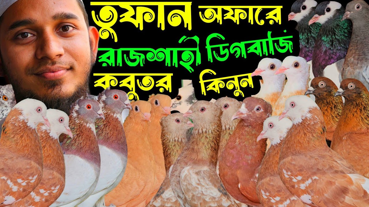 তুফান অফারে গররা,চিলা,মুসালদম,রাজশাহী ডিগবাজি দেয়া হাইফ্লায়ার গিরিবাজ কবুতর | বাকবাকুম পায়রা | Pigeo