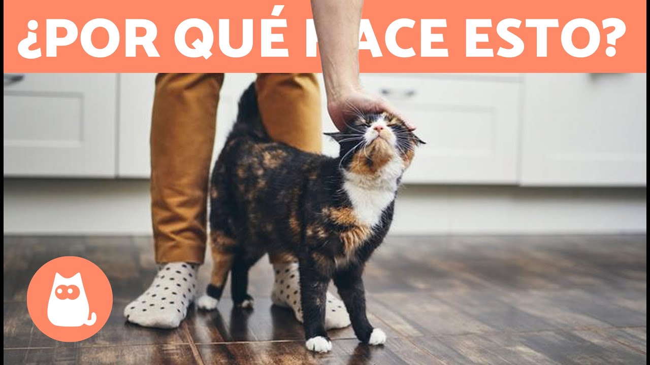 &iquest;Por qu&eacute; mi GATO se pasea entre MIS PIERNAS?🐱 - &iexcl;Te sorprender&aacute;!