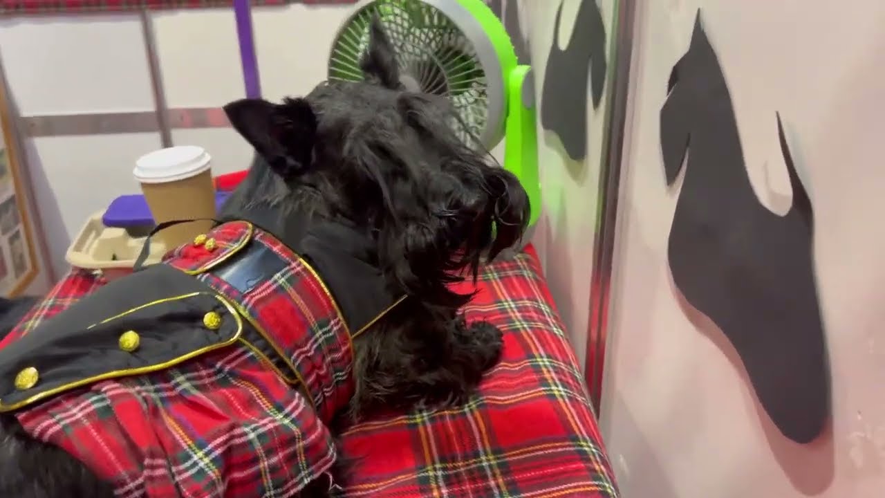 Humans go to Crufts #crufts2025