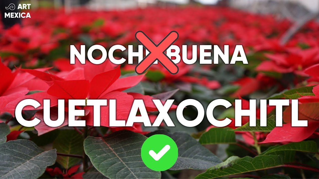 No es NOCHE BUENA, es CUETLAXOCHITL.