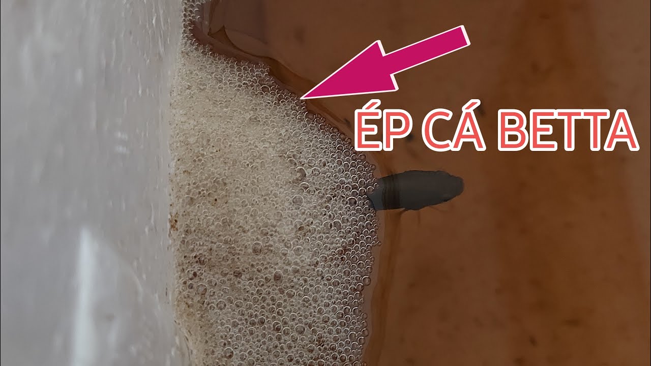 Hướng dẫn ép cá betta từ A đến Z |Betta Hoàng Liêm