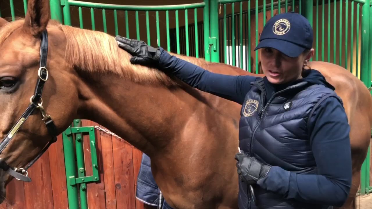 Pielęgnacja grzywy- Czyli jak ją przerwać i wyrównać ?