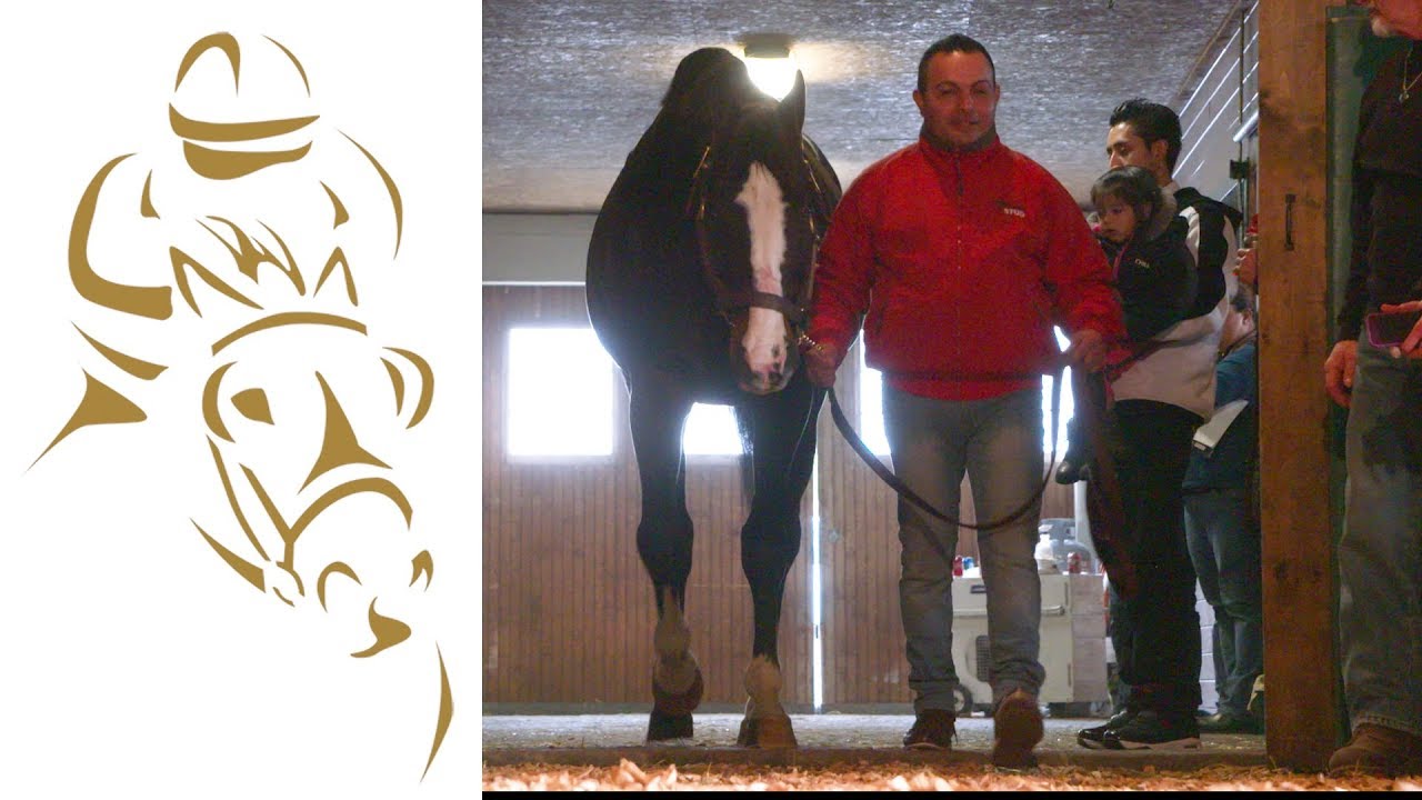 2018 ROCKRIDGE STUD STALLION SHOW