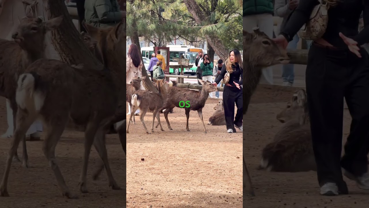 なんでみんな私のところに来るの？！？🦌