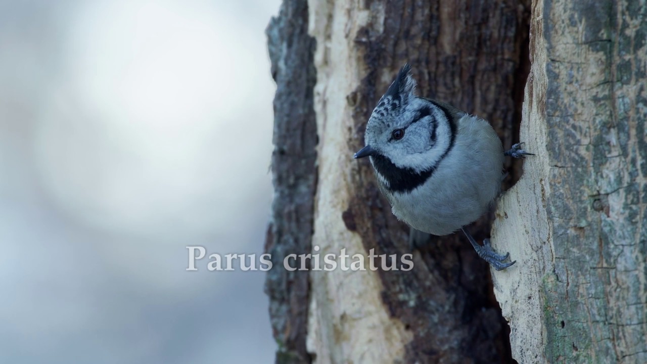 Parus cristatus