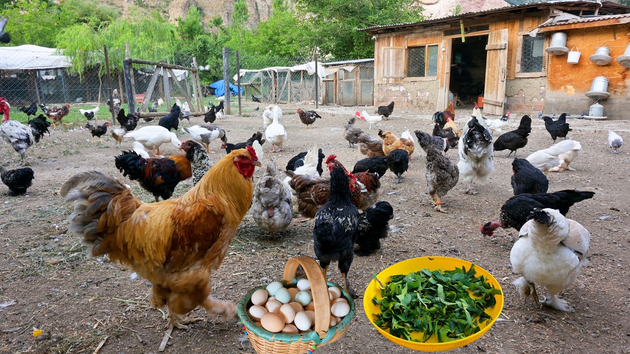 Натуральное решение для листьев грецкого ореха куриных вере - куриное земледелие и сборы яиц - ферме