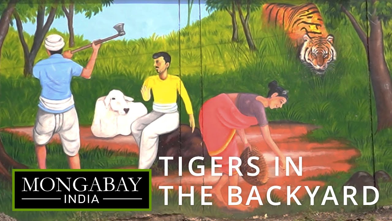 The overlooked cost of living with tigers | Maharashtra