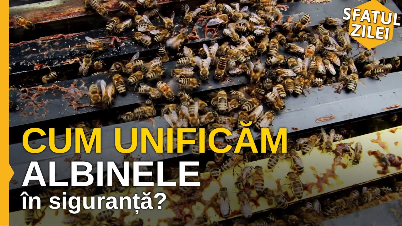 Cum unificam albinele in siguranta