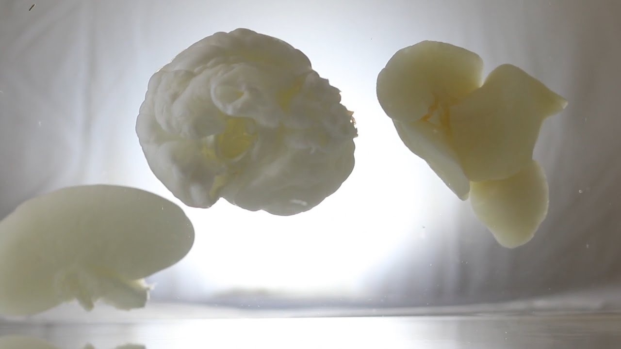 Technology helps create bio-engineered organs for human transplant