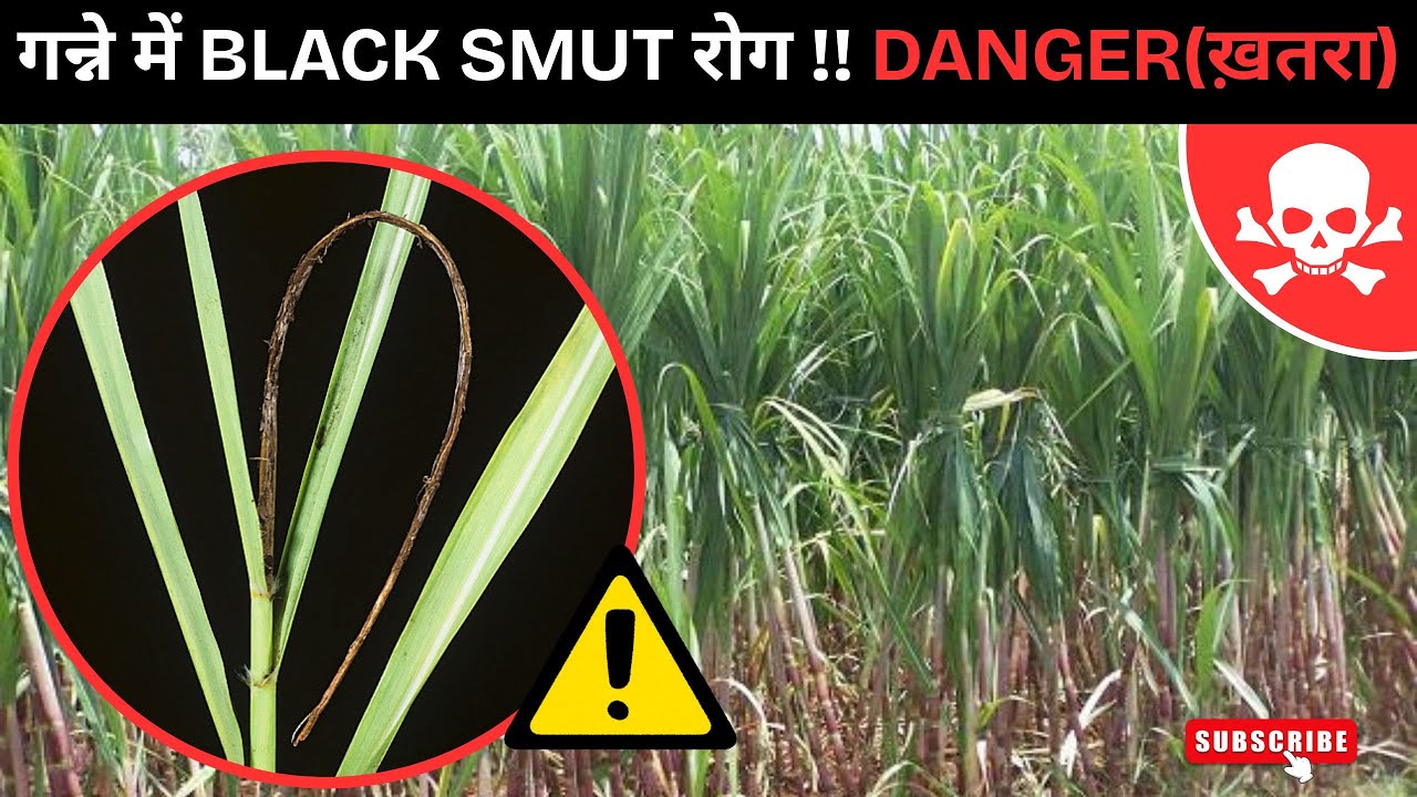 गन्ने में फैल रहा खतरनाक BLACK SMUT रोग 😱 | बचने का पूरा तरीका जानिए !!