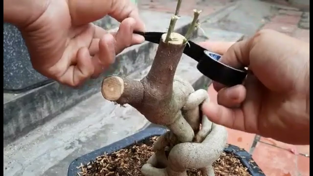 Cách ghép Hoa Giấy Đơn Giản Và Đạt Được hiệu Quả Rất Cao