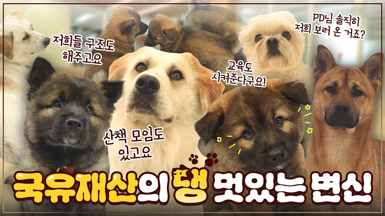 사람과 반려견이 함께 웃는 공간, 내품애센터 🐶❤️ㅣ댕댕이들의 천국이 된 국유재산