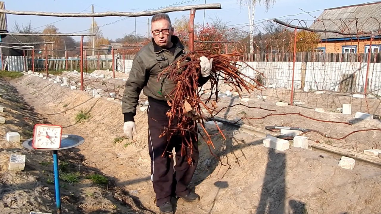 Обрезка взрослых  кустов винограда. Подробно.