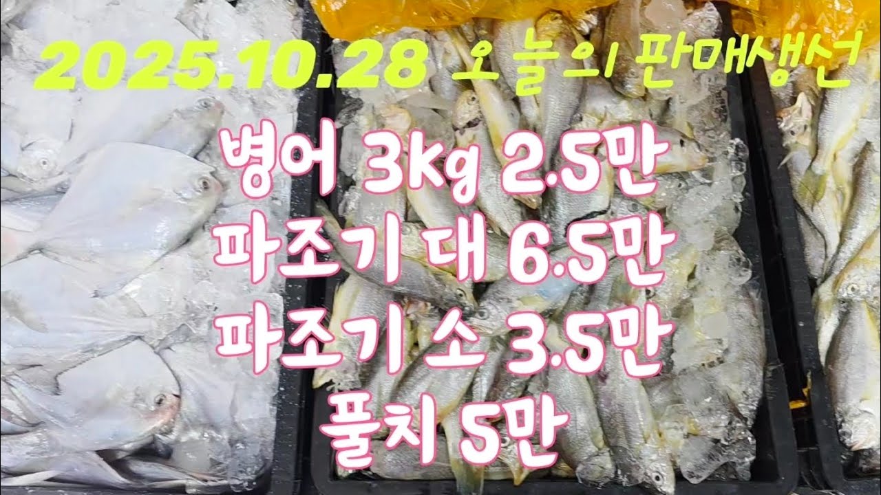 10월 28일 #파조기 사이즈가 대박이네요 #생물조기 #참조기 #먹갈치 #병어  횟감 아주 좋습니다