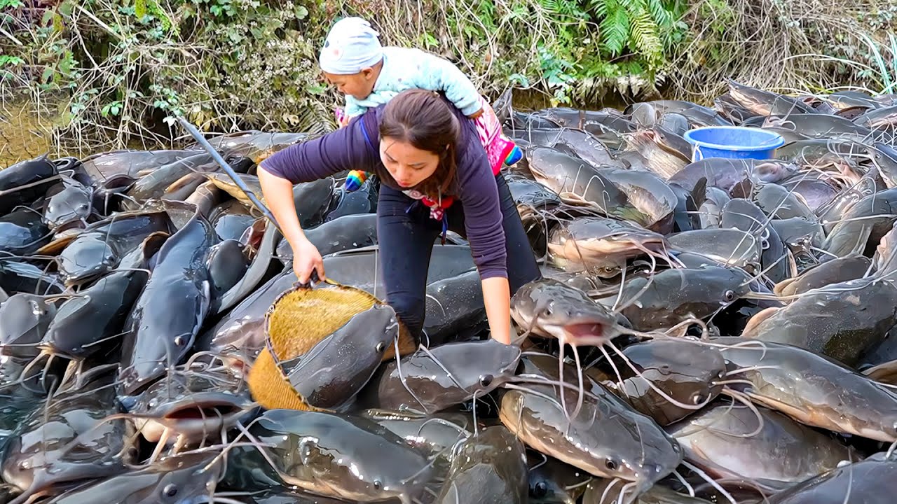 Catching 1000+ Giant Carp & Catfish by Hand in Fish Pond to Sell at Market with my Children