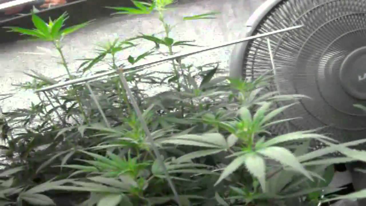 Grow Tent #2.5 - Exhaust Fan Installed