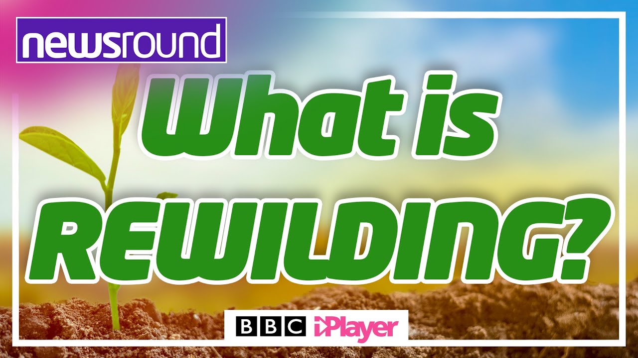 🌱 What is REWILDING? 🌱 | Newsround