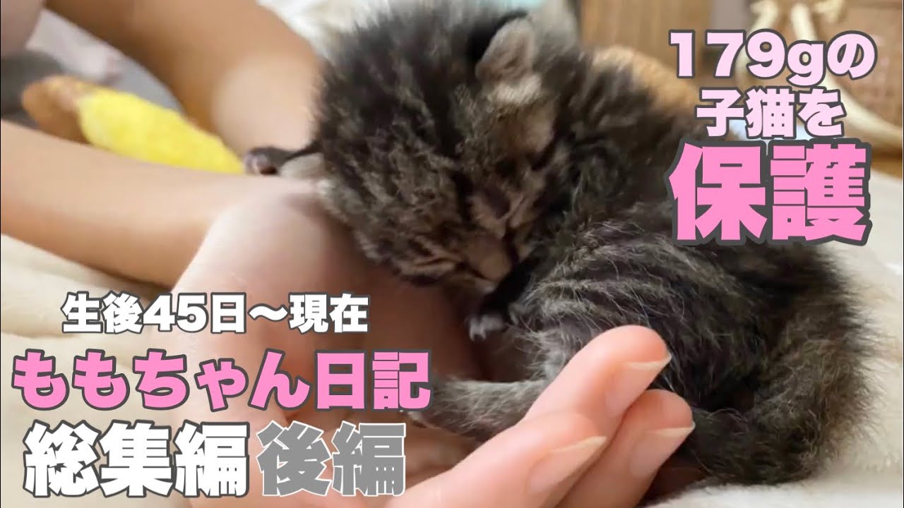 【後編】ママ猫とはぐれた生後10日の子猫を保護　生後45日から現在の姿まで　【ももちゃん日記 総集編】Growth diary of a protected cat compilation