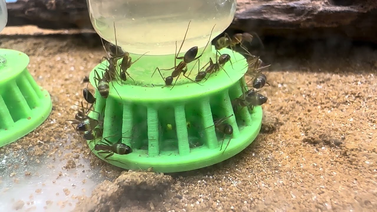 Tag 1551 - Camponotus pseudoirritans, Honigwasser