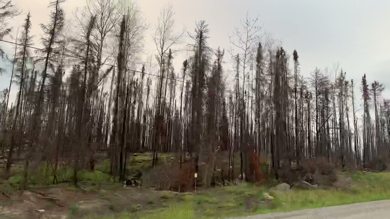 Exploring a Wildfire Charred Forest near Red Lake in northern Ontario
